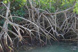 La sensibilisation des mangroves à Bois Des Amourettes.