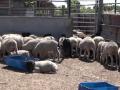 Consomation de Viande Consomation de Viande