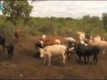 Livestock Livestock