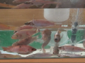 Aquaculture Aquaculture