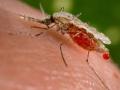 zika. zika.