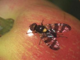 mouche de fruits