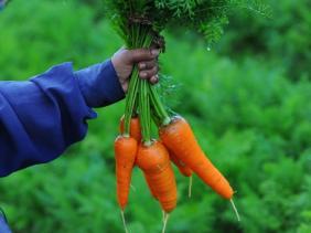 Légumes Légumes