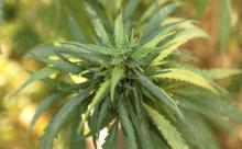 Cannabis 
