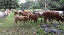 cows
