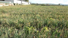 Terre Agricole