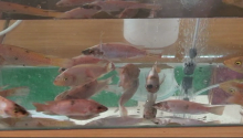 Aquaculture