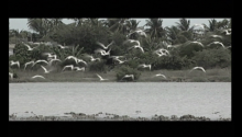 Oiseaux migrateurs