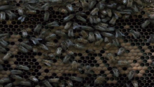 Apiculture
