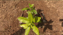 [VIDEO] Students Committed to Nature: An Endemic Garden and a Water Filter at SSS Adolphe de Plevitz