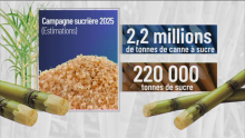 [VIDEO] Start of the Sugar Campaign: 220,000 Tons of Sugar Expected This Year